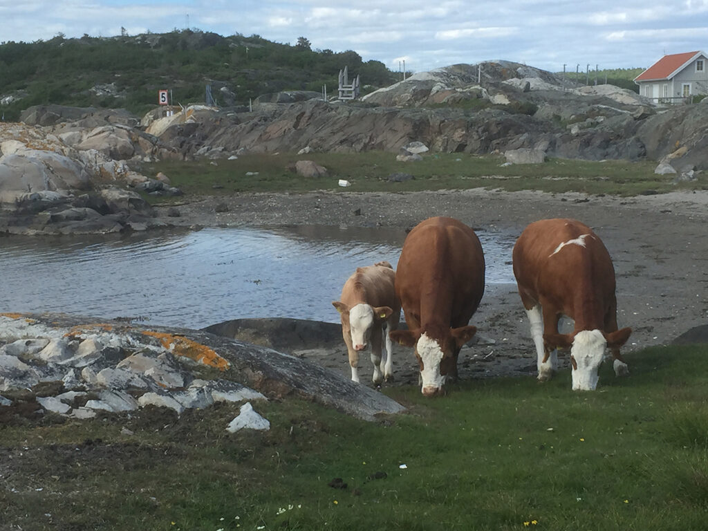 Två kor och en kalv som betar på en strandäng.