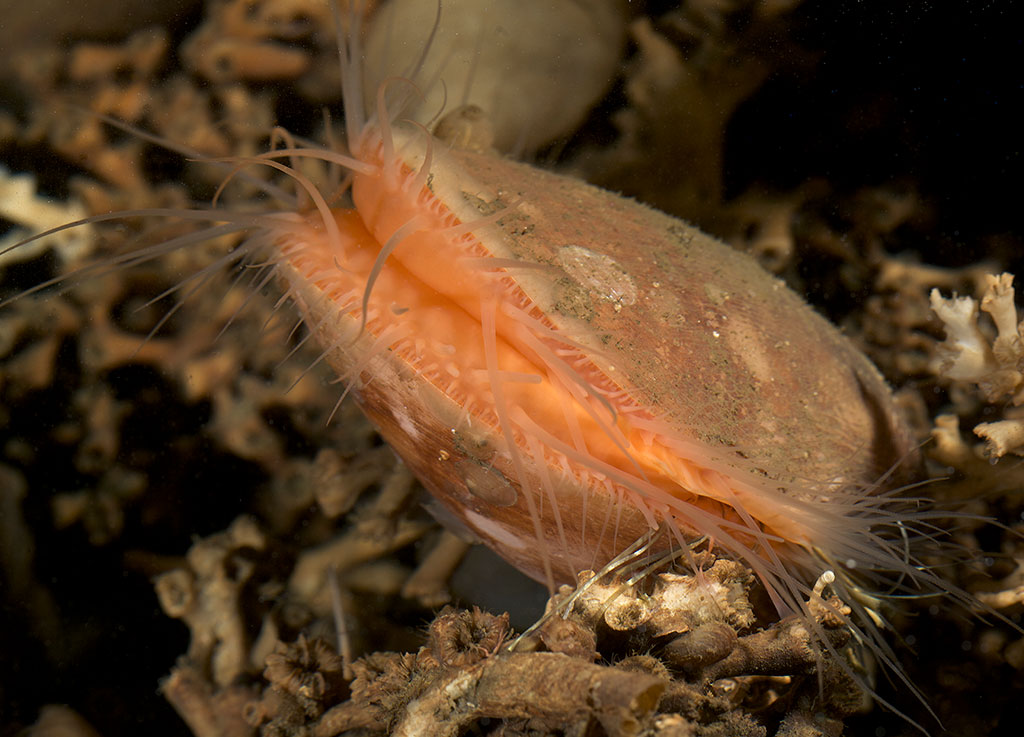 Lima-mussla som sitter på ögonkorall