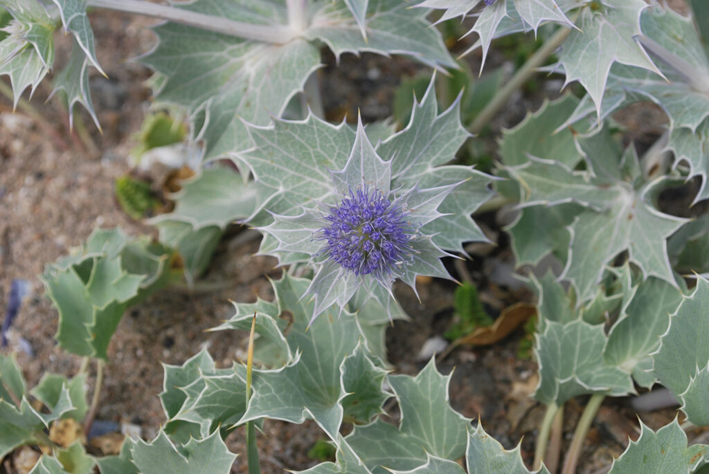 Blommande martorn med lila blommor.