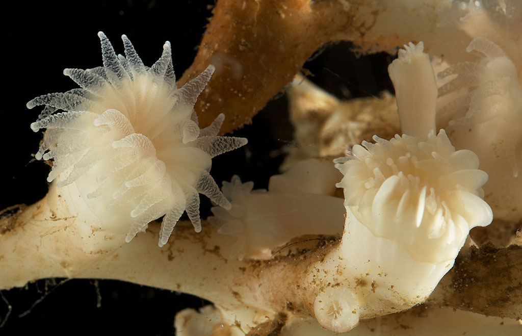 Närbild på polyper av ögonkorall med tentakler ute