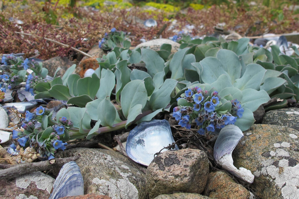 Blommande ostronört med sina blå blommor.